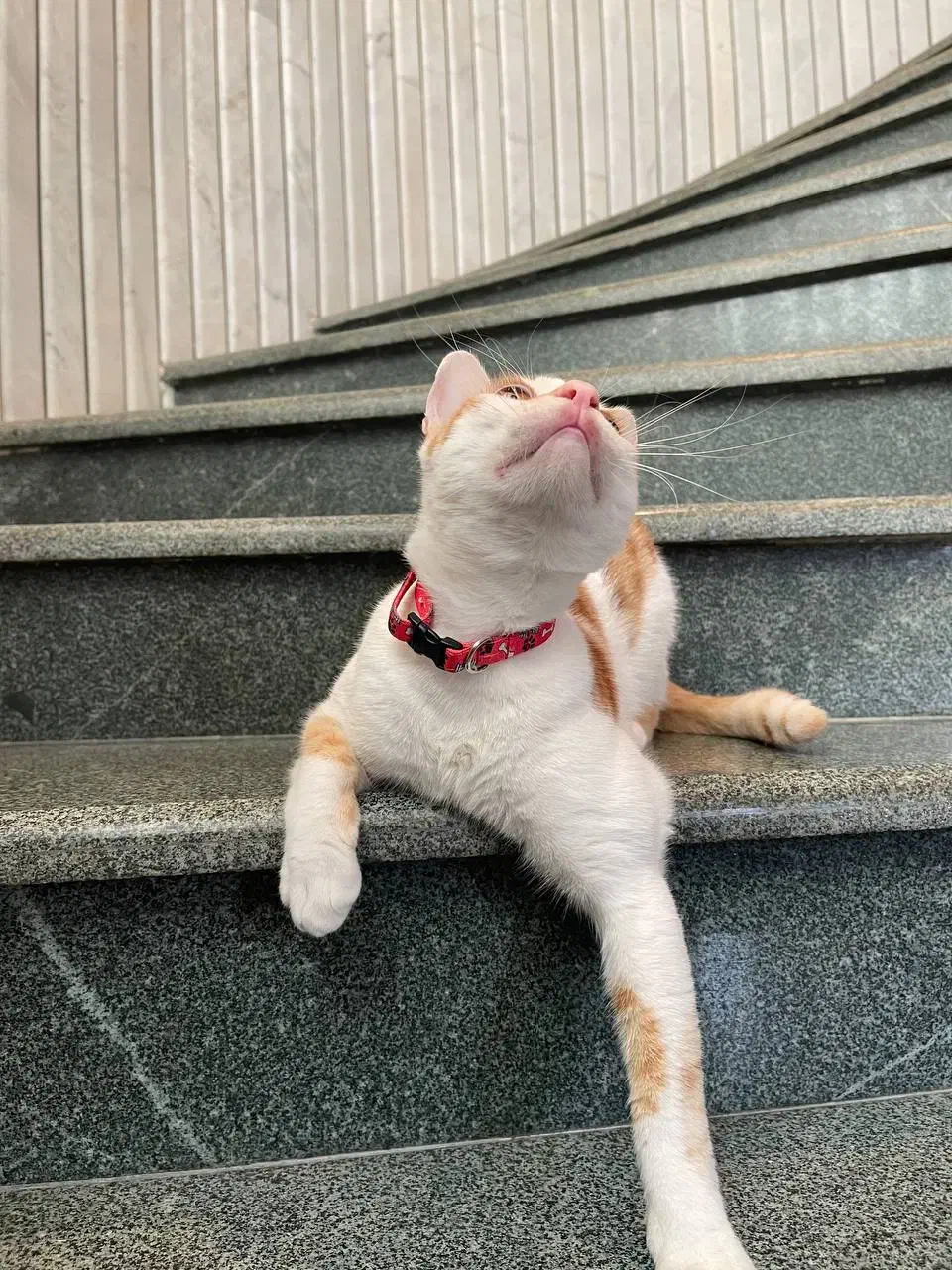 گربه نر ۱ ساله واکسن زده و عقیم شده|گربه|رشت, استقامت ۱|دیوار