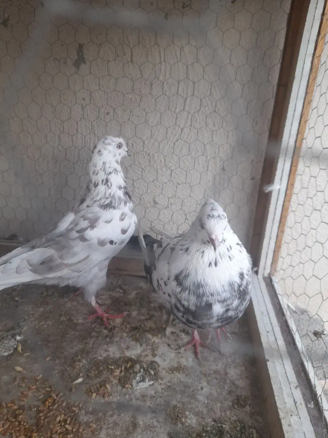 کبوتر|پرنده|اردبیل, |دیوار