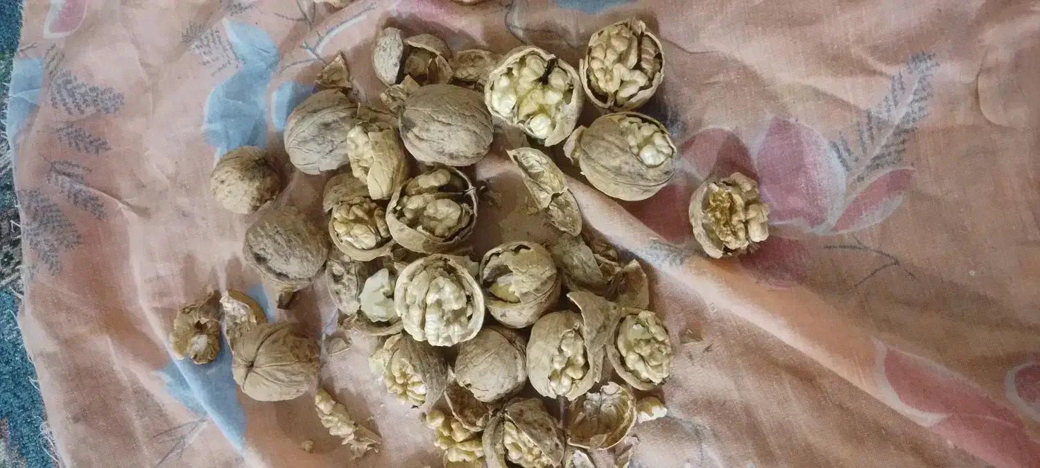 گردو|عمده‌فروشی|قوچان, |دیوار