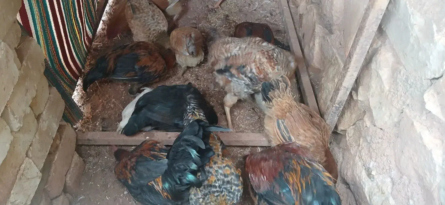 خروس مرغ کلشیر|حیوانات مزرعه|کوهدشت, |دیوار