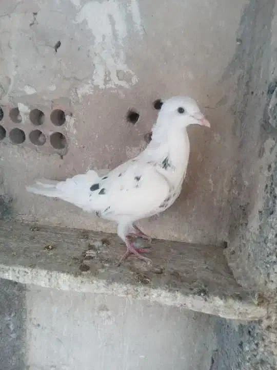 کفتر|پرنده|ری, صفاییه (چشمه علی)|دیوار