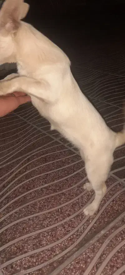 سگ شیواوا سایز کوچک|سگ|بم, |دیوار