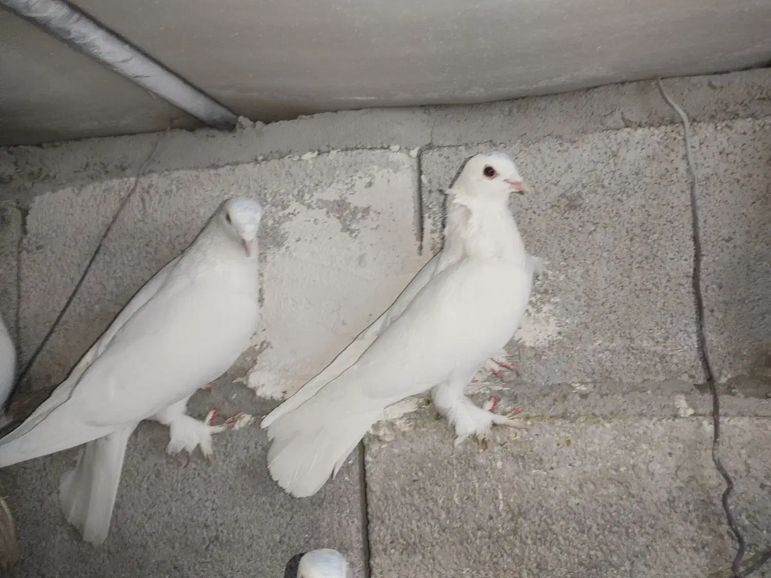 کبوتر پاپر|پرنده|تبریز, |دیوار