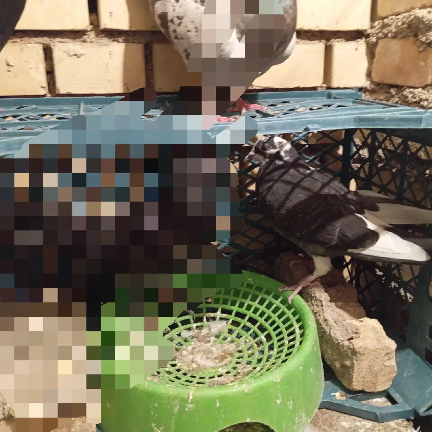 گمشده دو عدد|پرنده|اهواز, کوی رمضان|دیوار