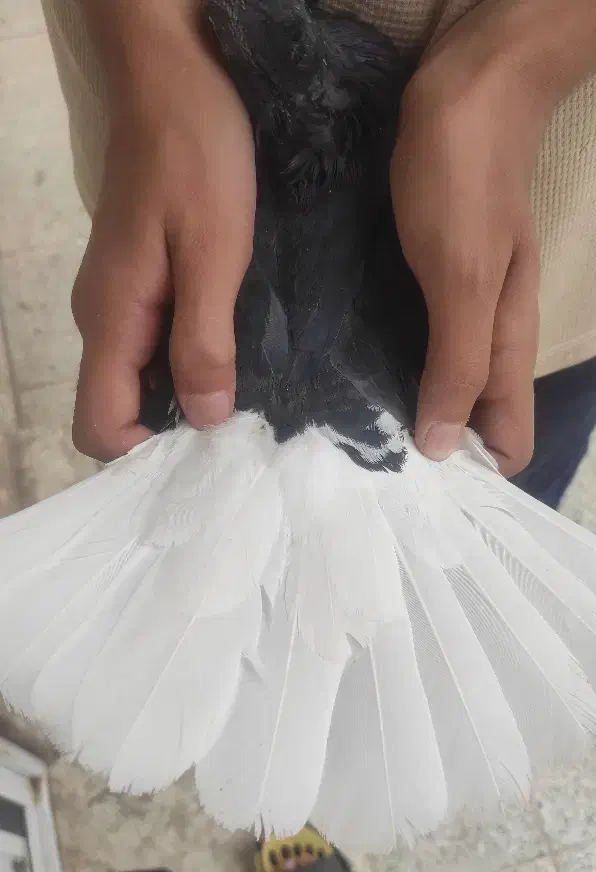 کفتر زاغ دم سفید|پرنده|سیرجان, |دیوار