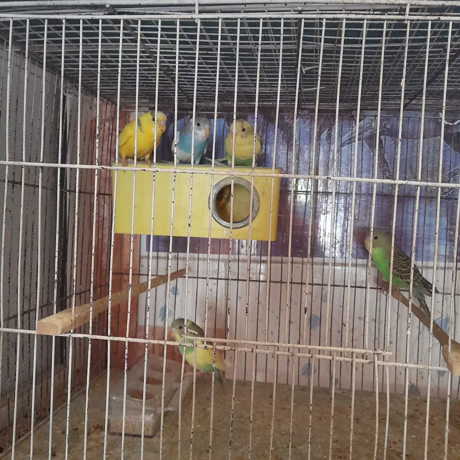 عروس هلندی و مرغ عشق|پرنده|آذرشهر, |دیوار