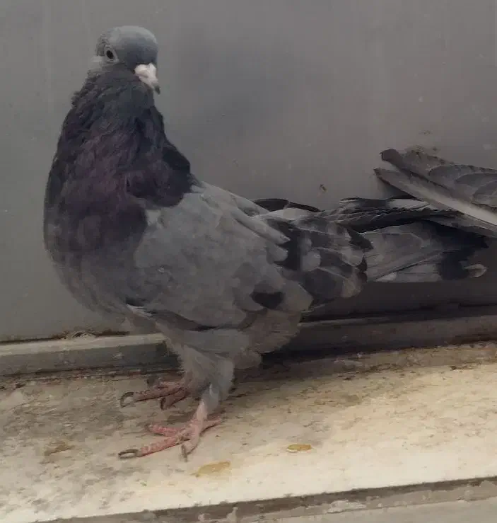 کبوتر پر مغز|پرنده|شهرکرد, |دیوار