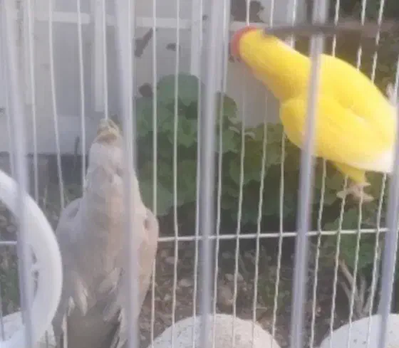 طوطی برزیلی وعروس هلندی باقفس|پرنده|یاسوج, |دیوار