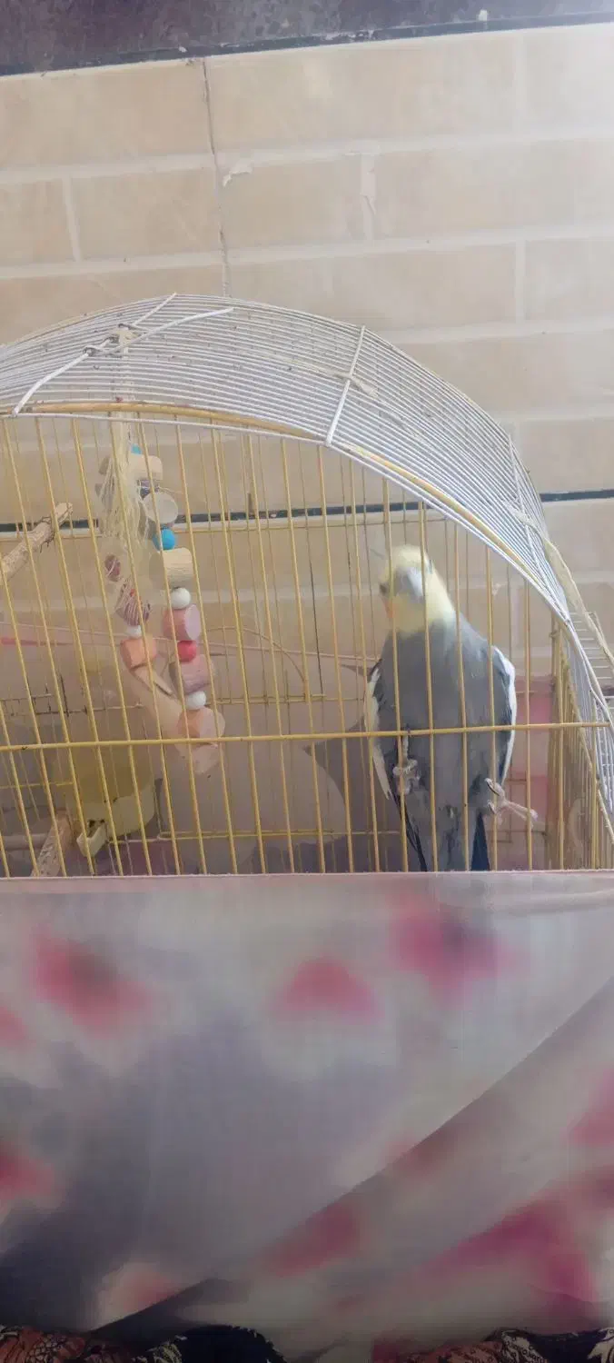 عروس هلندی جفت|پرنده|رومشکان, |دیوار