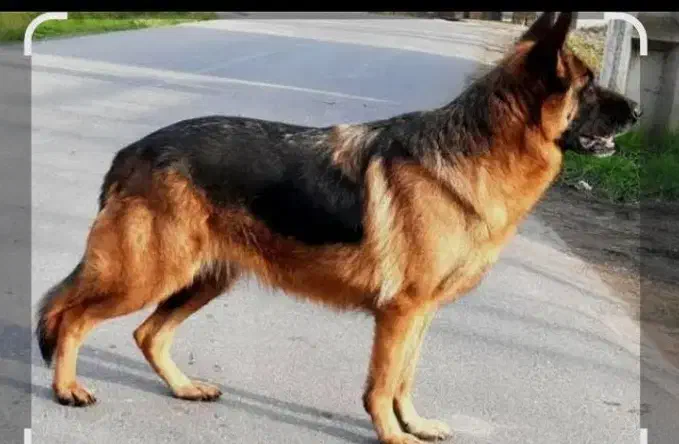 سگ ژرمن|سگ|کیانشهر, |دیوار