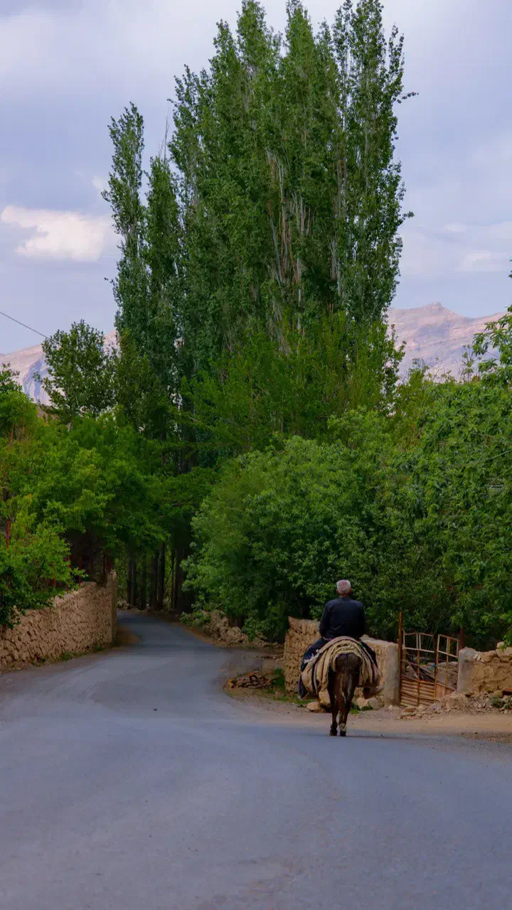 باغ فروشی در شهر سرسبز برزک|فروش زمین و ملک کلنگی|برزک, |دیوار