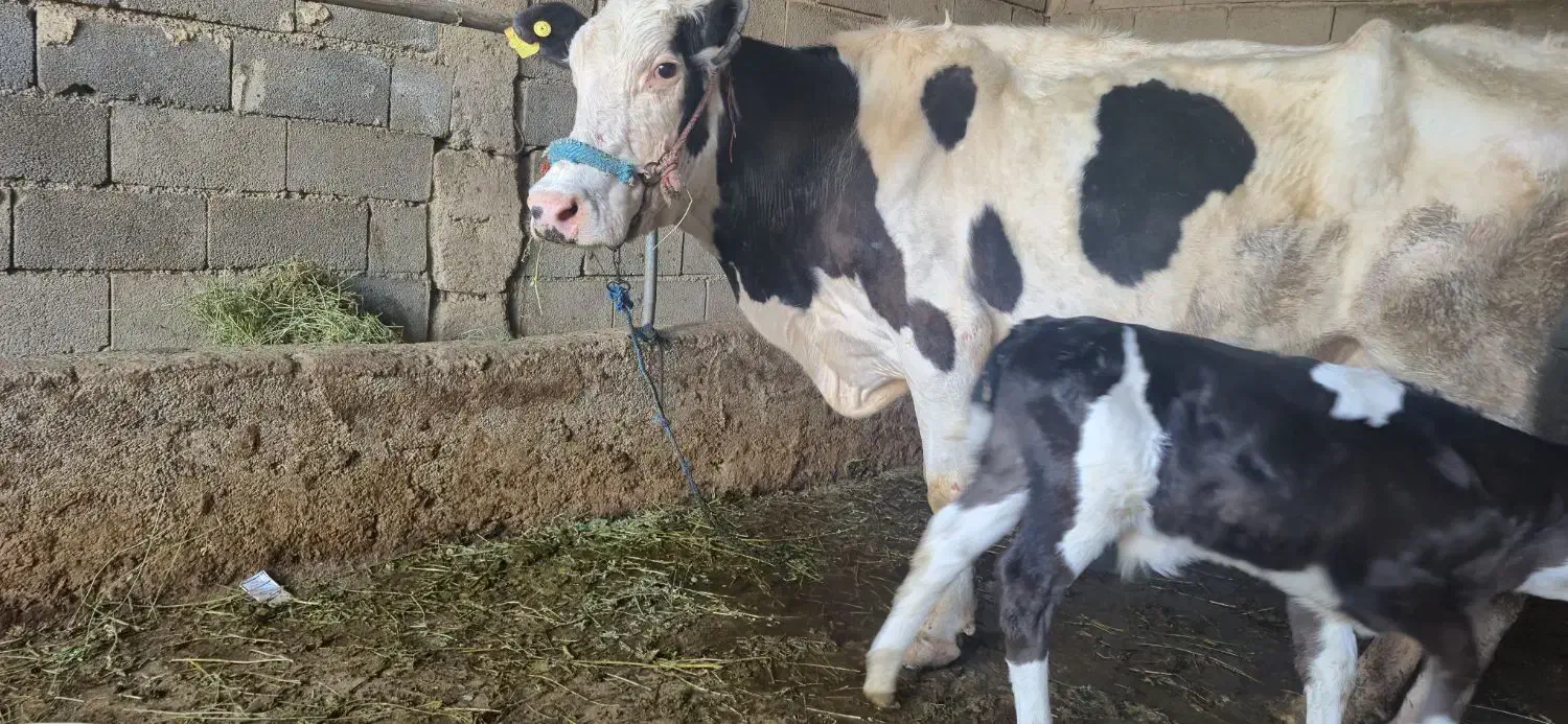 گاو شیری|حیوانات مزرعه|مسجد سلیمان, |دیوار