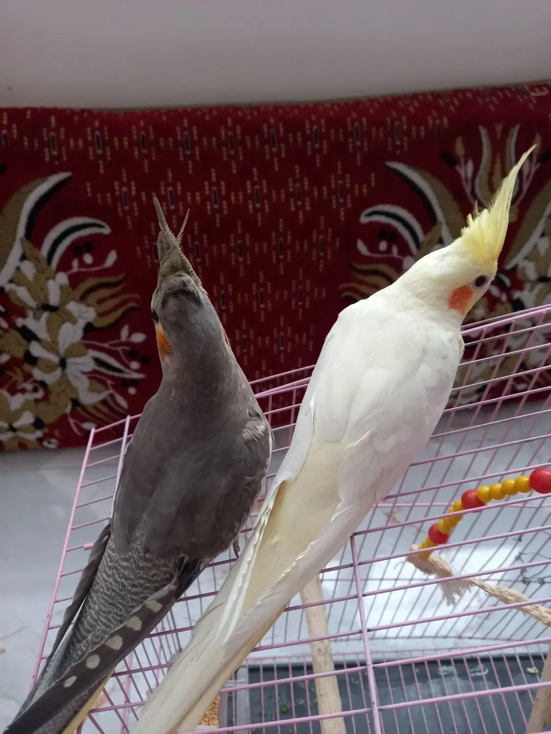 عروس هلندی|پرنده|رودسر, |دیوار