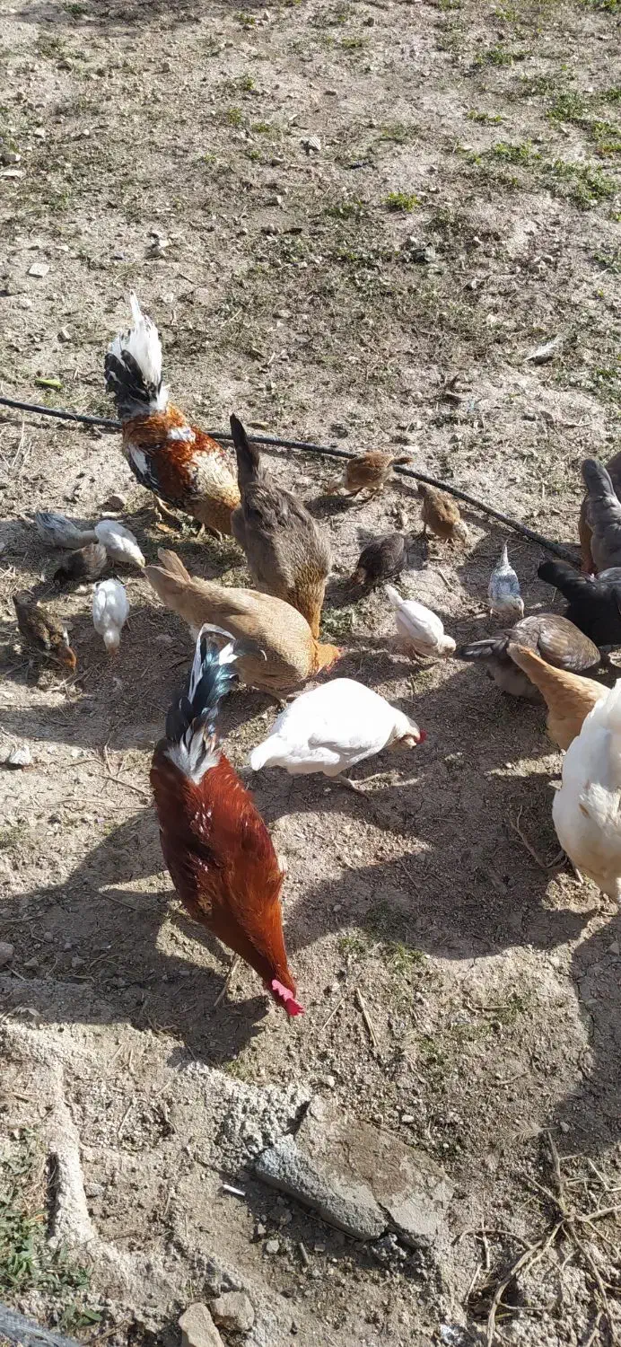 مرغ وخروس|حیوانات مزرعه|سرپل ذهاب, |دیوار