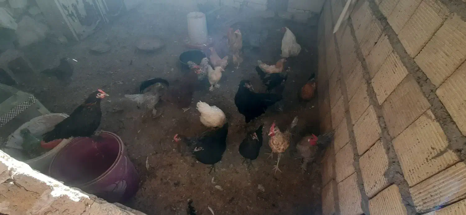 مرغ و خروس و کبوتر ب صورت یکجا|پرنده|اصفهان, همدانیان|دیوار