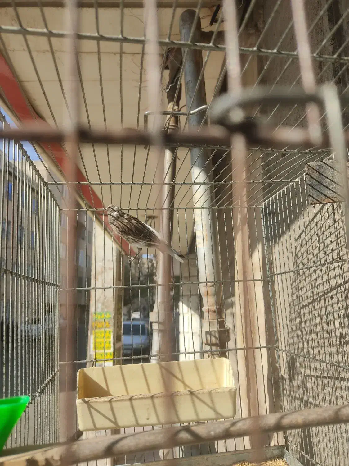 قناری جوجه|پرنده|فردیس, فردیس|دیوار