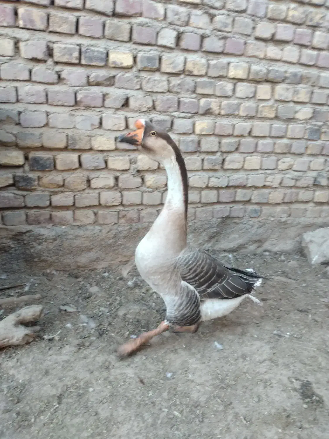 قوغاز  نر|حیوانات مزرعه|زابل, |دیوار