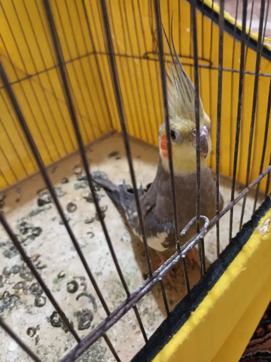 عروس هلندی|پرنده|اردبیل, |دیوار