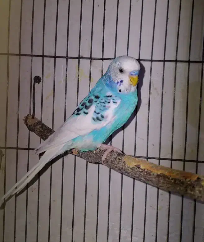 مرغ عشق جفت رنگ خاص لوتینو|پرنده|فردیس, فردیس|دیوار