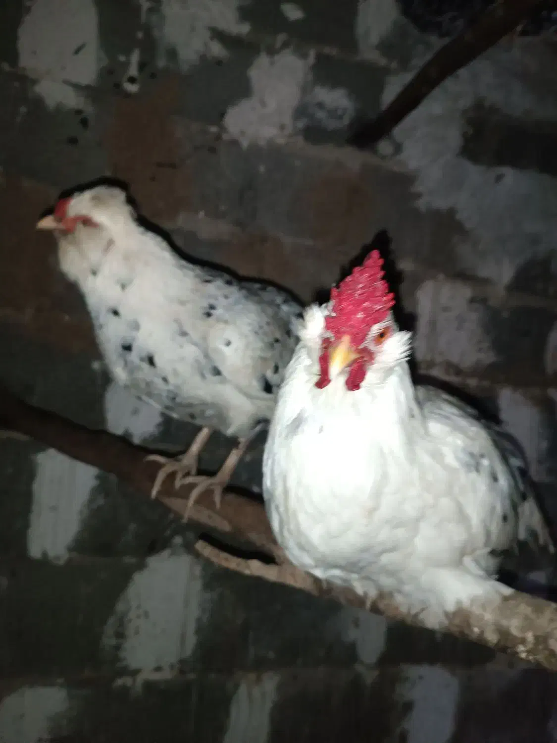 مرغ و خروس گلین چهل تاج|حیوانات مزرعه|خان ببین, |دیوار