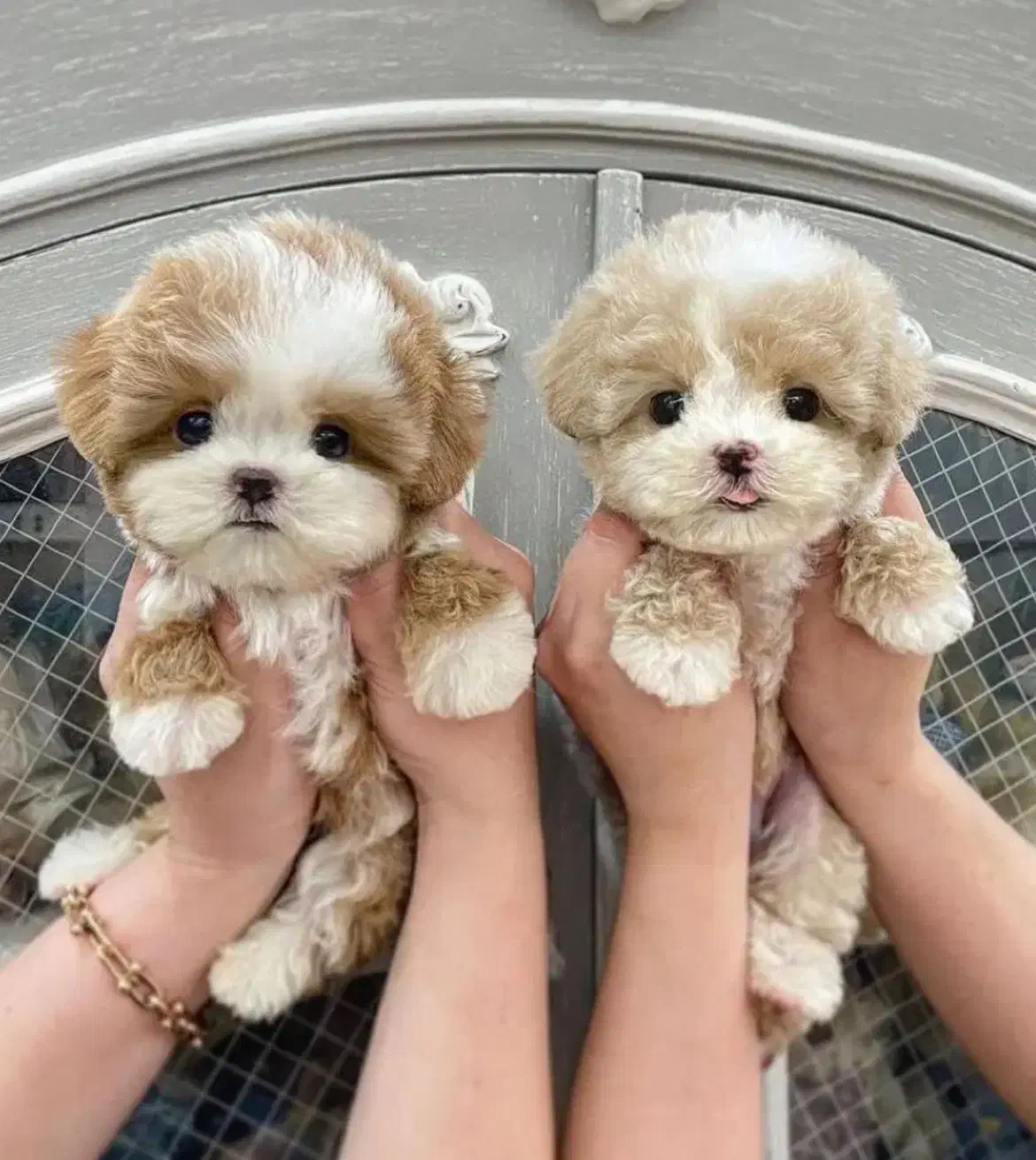 توله فنجونی|سگ|تهران, صادقیه|دیوار