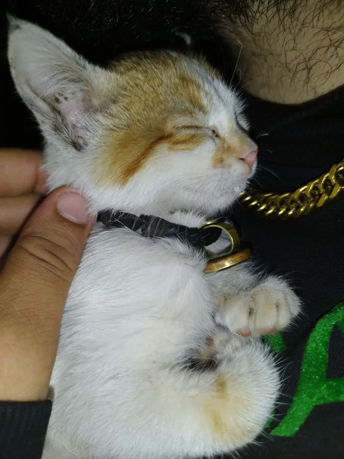 گمشده|حیوانات|شیراز, فرهنگ شهر|دیوار