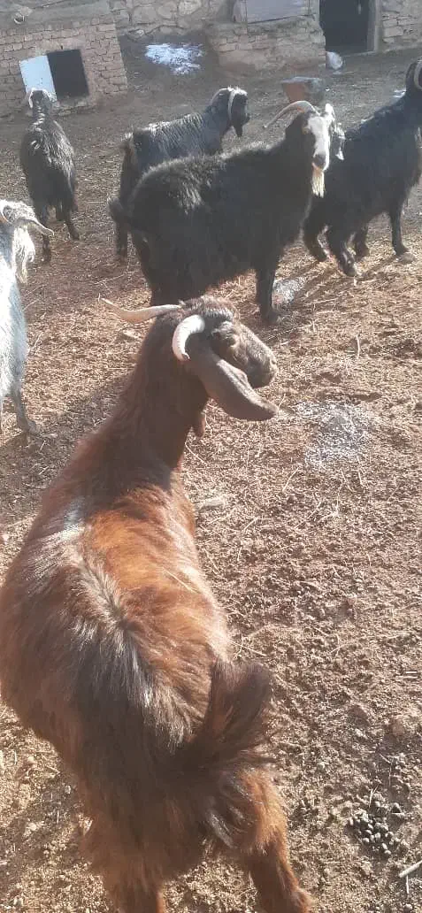 بز داشتی|حیوانات مزرعه|ماکو, |دیوار