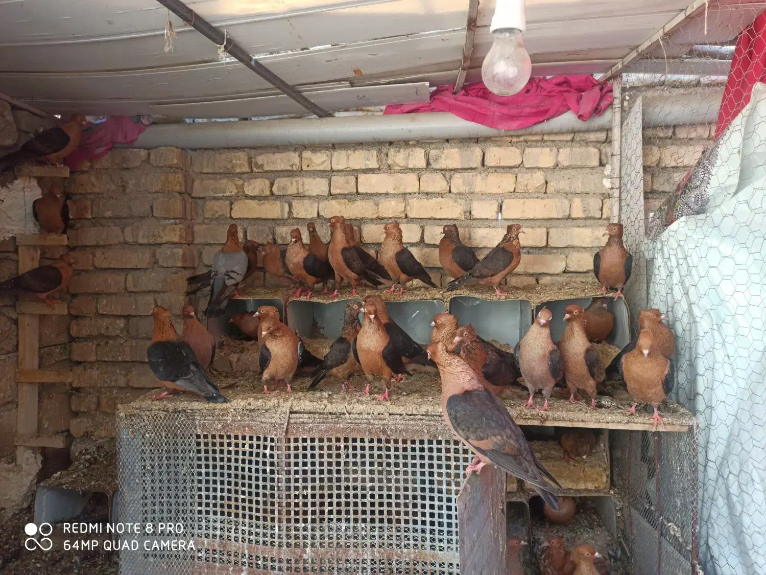 آرشینگل|پرنده|باغ بهادران, |دیوار