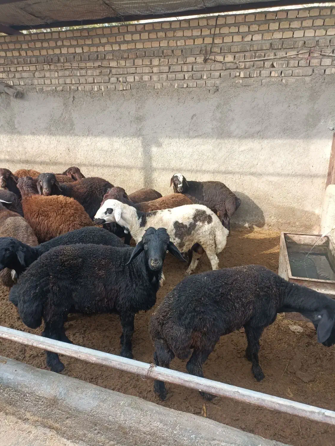 17رس بره نره قزل افشار جفتی 90تا100کیلو فقد نقدهست|حیوانات مزرعه|جوادآباد, |دیوار