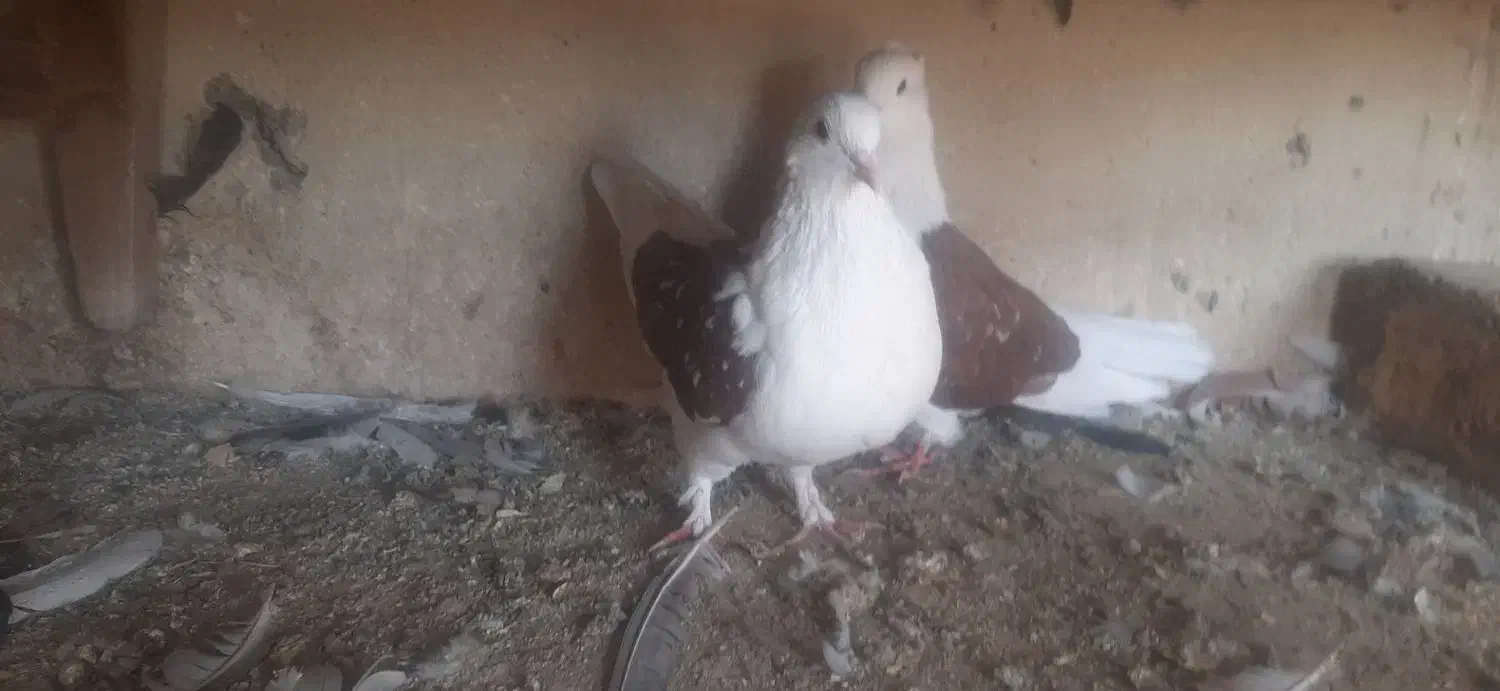 دوکت اصفهانی|پرنده|برخوار, |دیوار