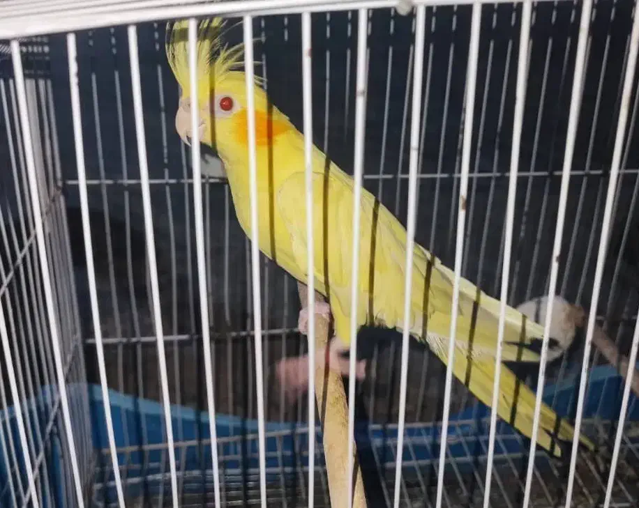 عروس هلندی ماده|پرنده|امیدیه, |دیوار