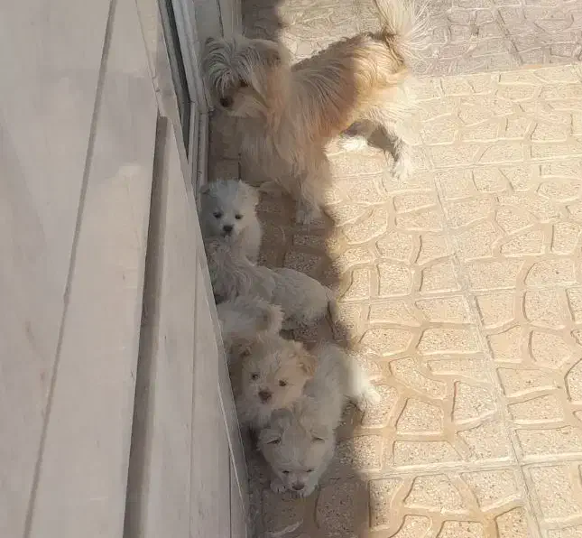 سگ پامر اشپیتز فوقالعاده توله باهوش و نژاد خوب|سگ|برخوار, |دیوار