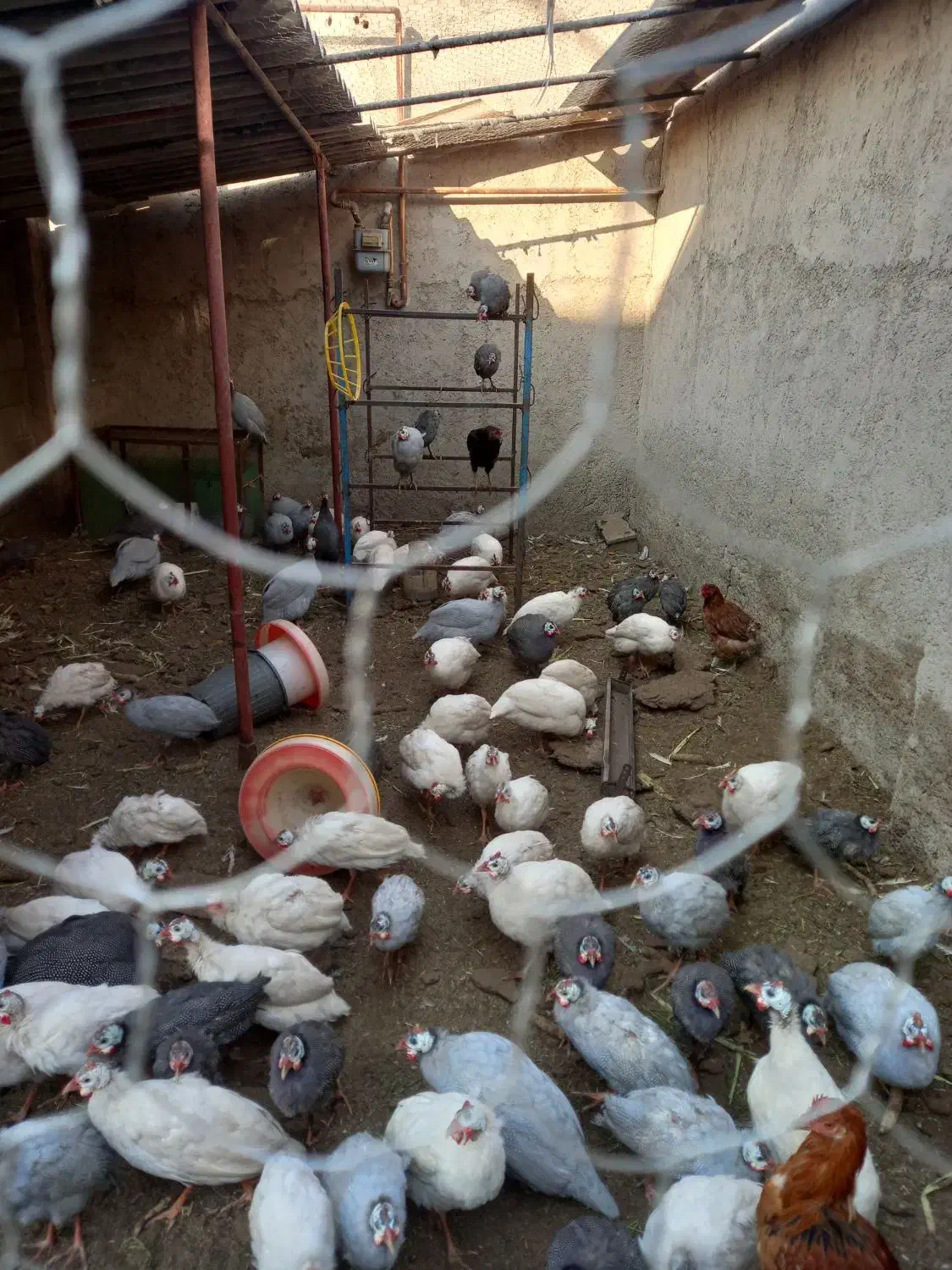 دستگاه جوجه کشی و مرغ شاخدار|حیوانات مزرعه|پیشوا, |دیوار