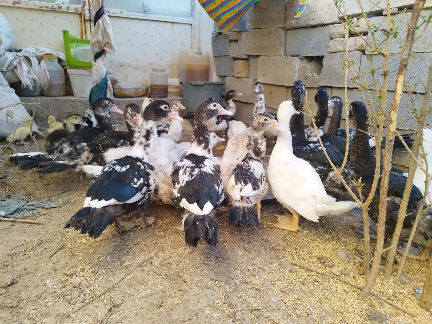 اردک سیکا نر و ماده|حیوانات مزرعه|آشخانه, |دیوار