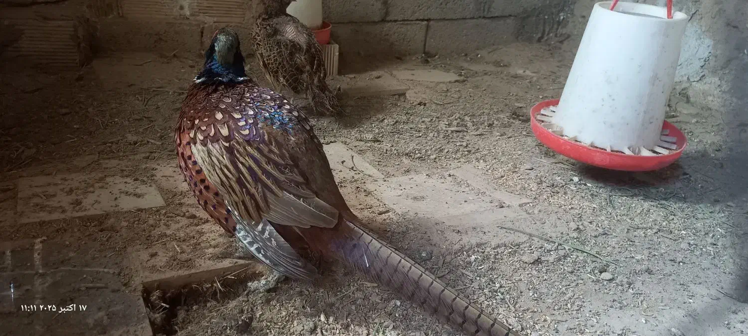 پرنده|حیوانات مزرعه|بن, |دیوار