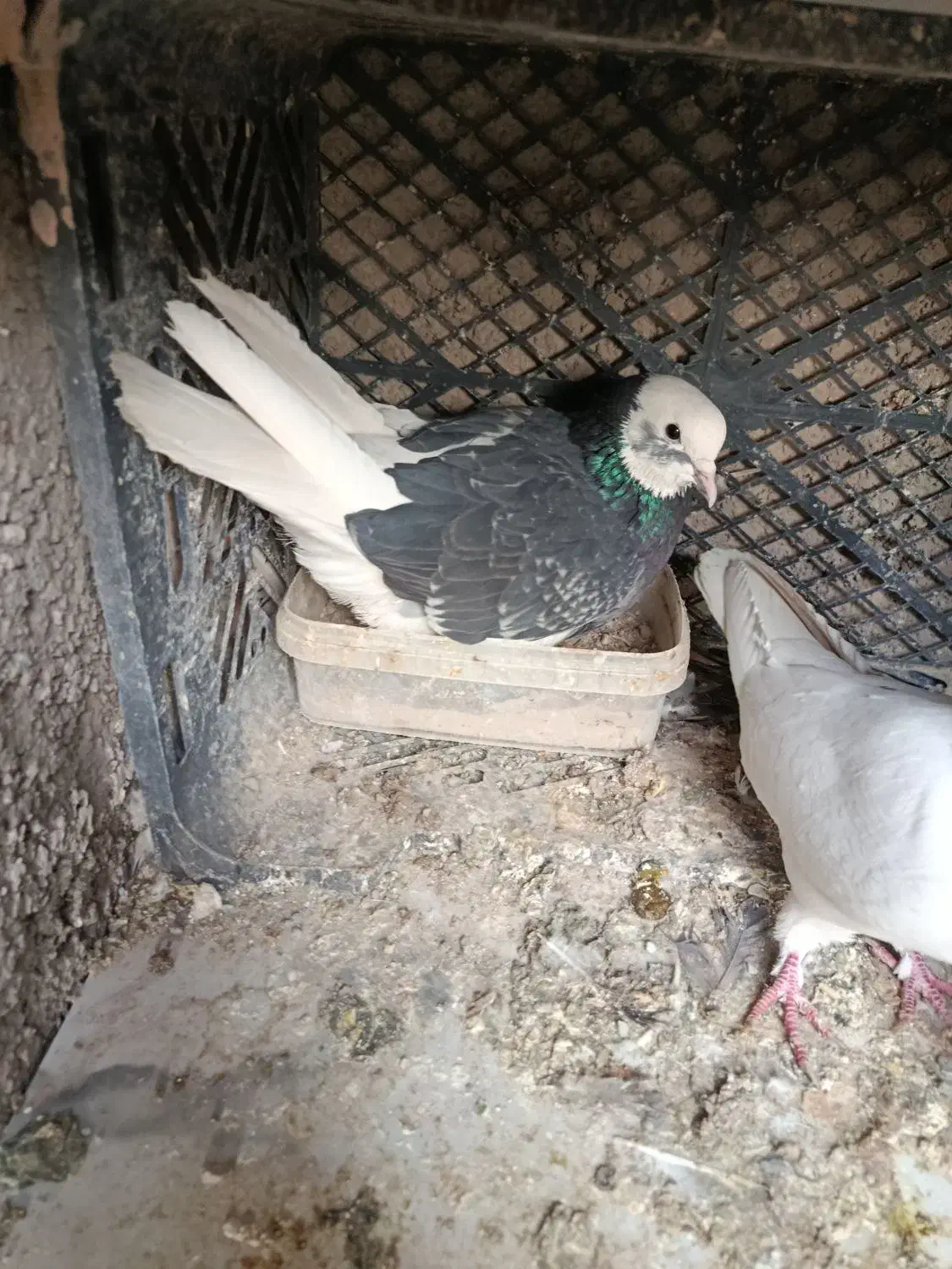 کبوتر ابلغ نر باخت رفته|پرنده|پاکدشت, پاکدشت (مامازند)|دیوار