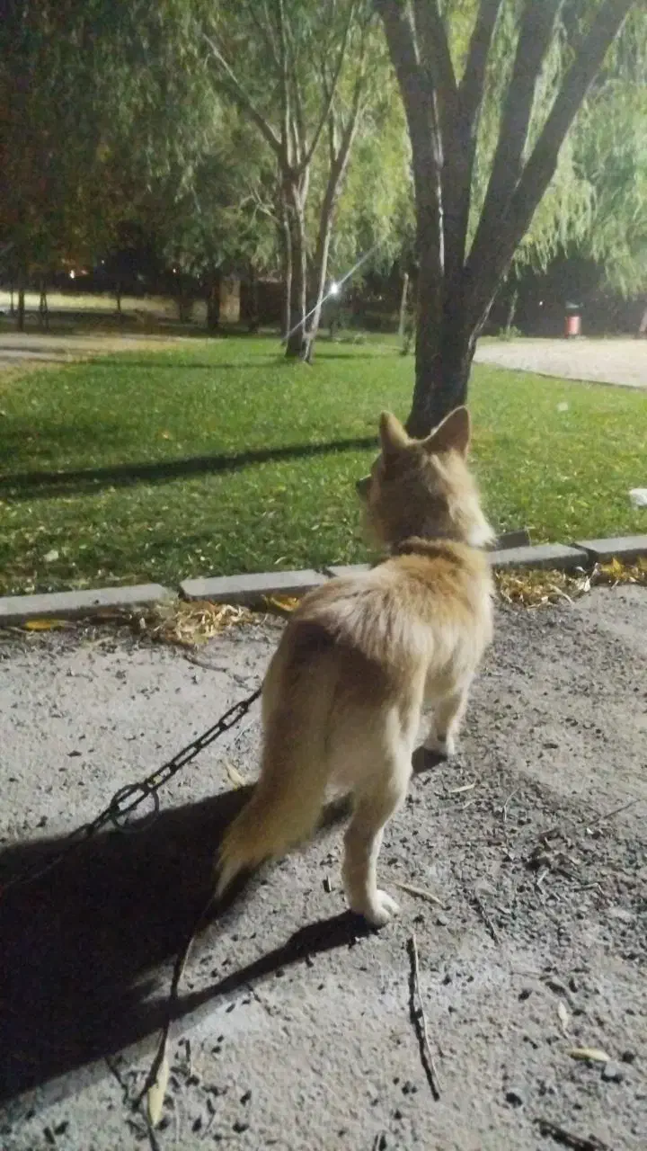 پاکوتاه|سگ|اهر, |دیوار