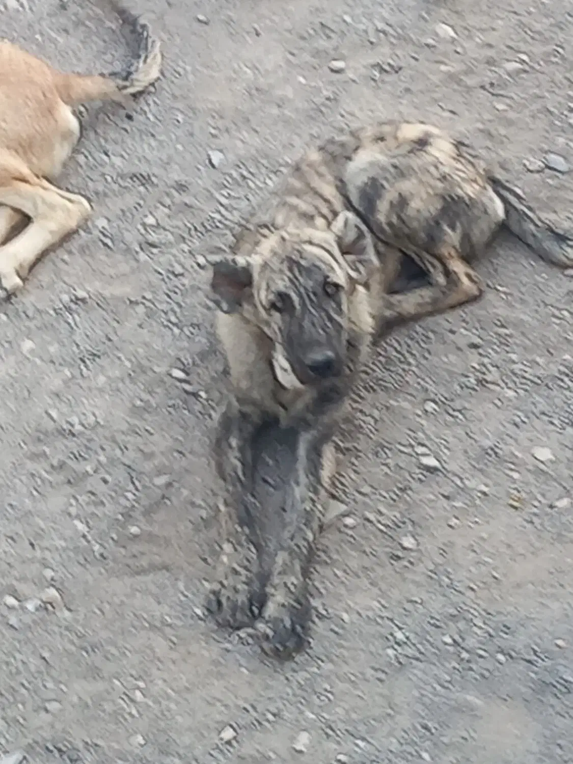 سگ افغانی|سگ|تهران, فردوس|دیوار