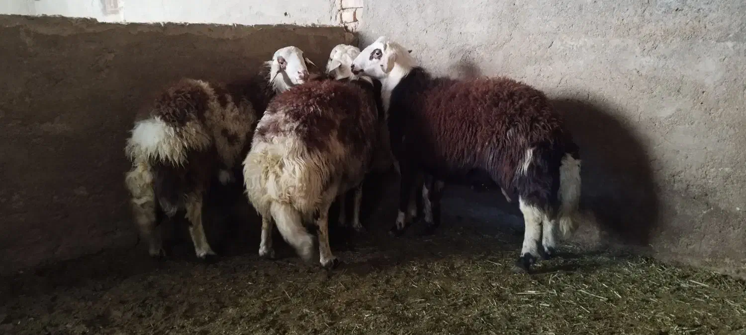 بره قوچ پلنگی|حیوانات مزرعه|ملایر, |دیوار