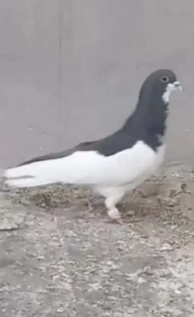 چپ سیاه شقه|پرنده|شیراز, وزیرآباد|دیوار