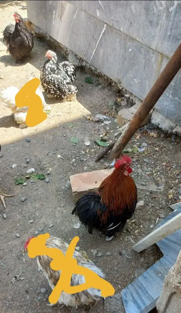 مرغ وخروس کوشین|حیوانات مزرعه|بوئین و میاندشت, |دیوار