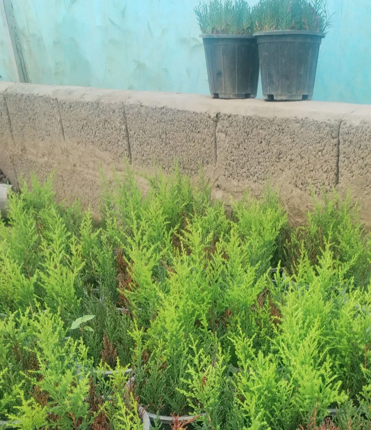 گل و گیاه|گل و گیاه طبیعی|خرم‌آباد (تنکابن), |دیوار