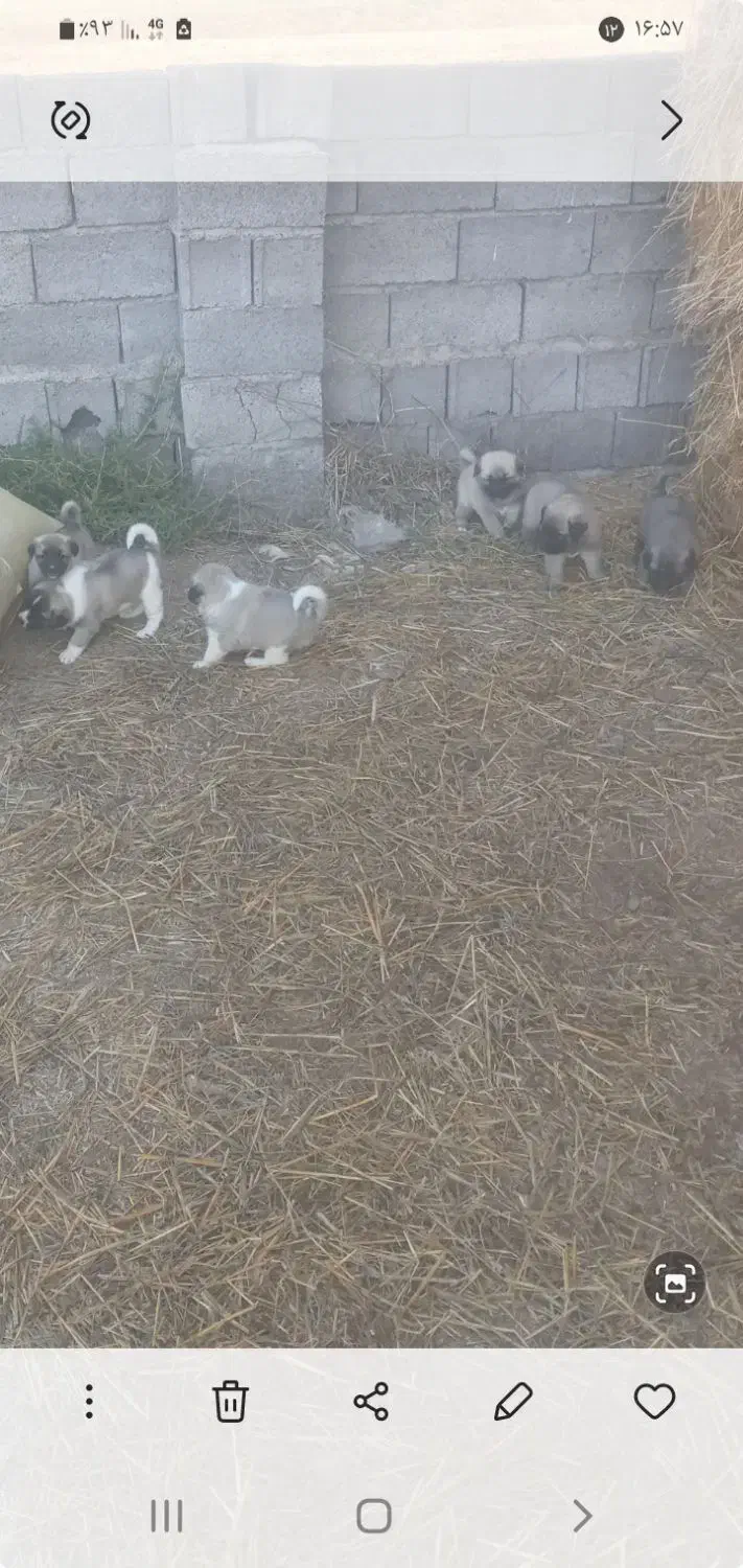 توله سگ نردورگه|سگ|پارسآباد, |دیوار