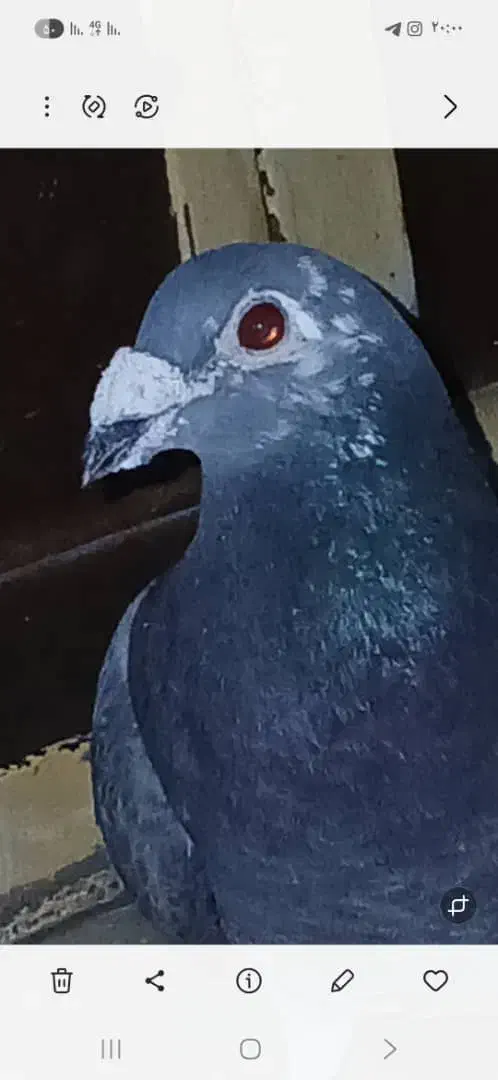 کبوتر|پرنده|شیراز, آبیاری|دیوار