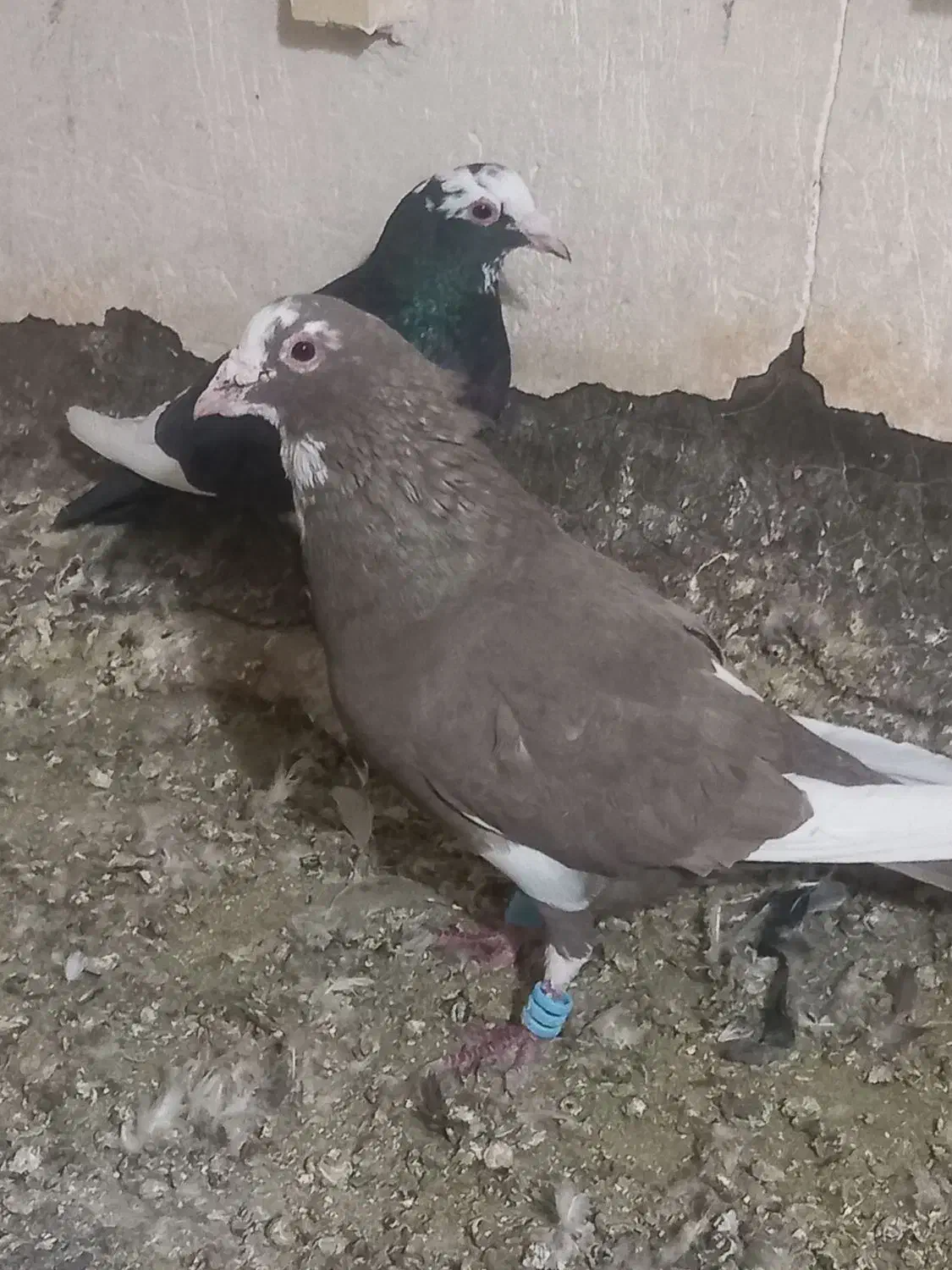 نرو ماده قره کرمونی|پرنده|شیراز, حومه شیراز|دیوار