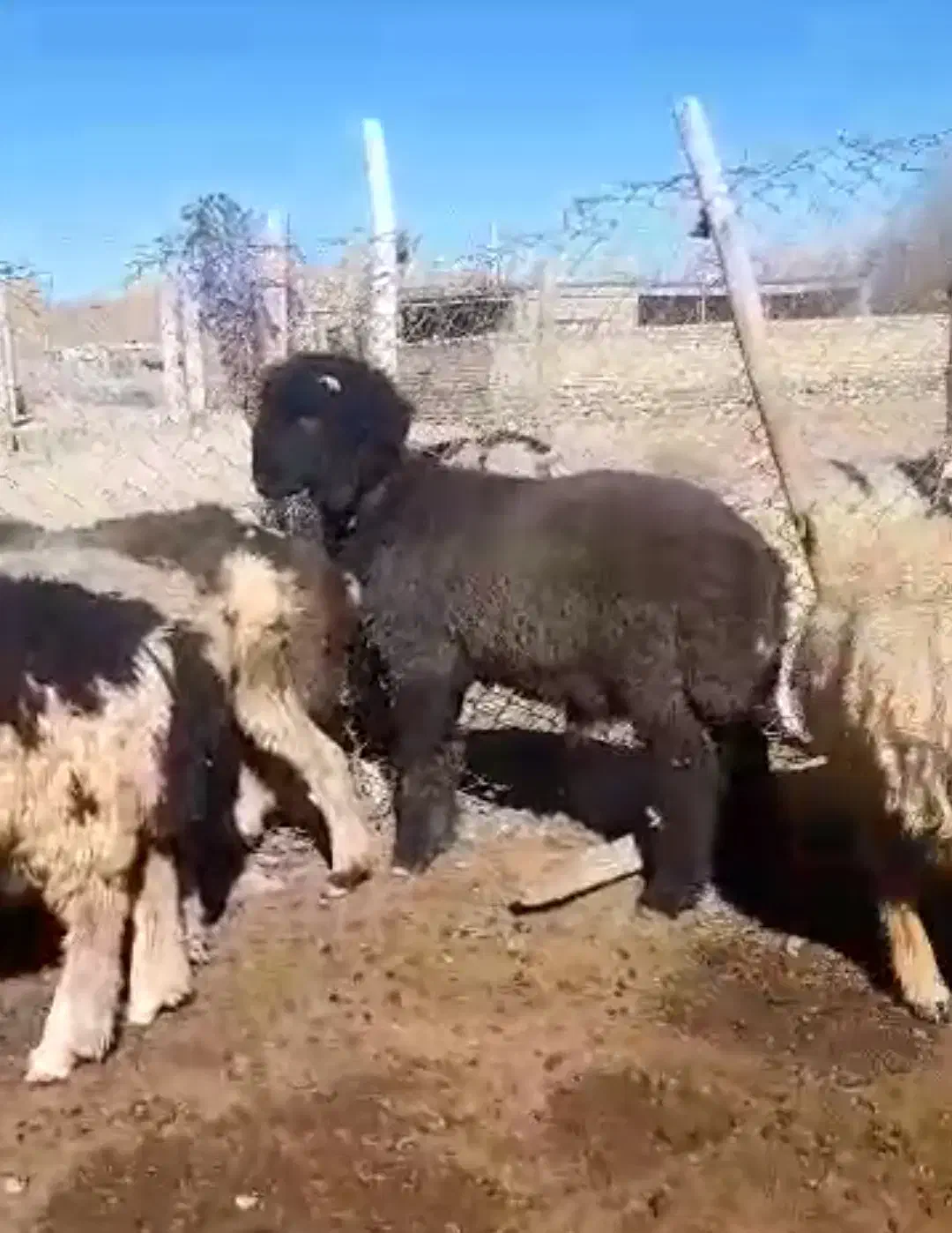 فروش کوه قوچ ته سیاه شاخی میش رون. بره .بز|حیوانات مزرعه|شیراز, گویم|دیوار