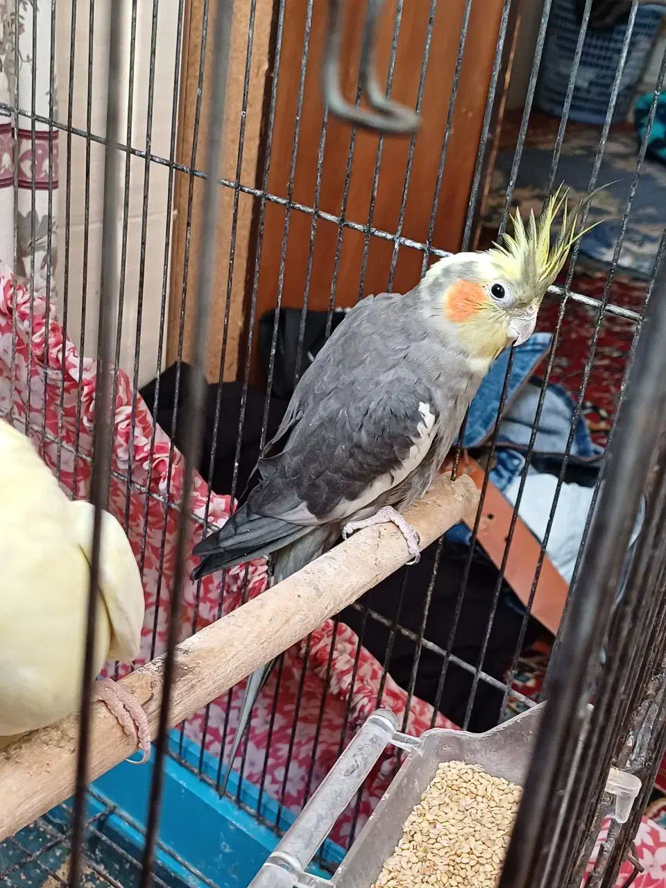 عروس هلندی|پرنده|زرندیه, |دیوار