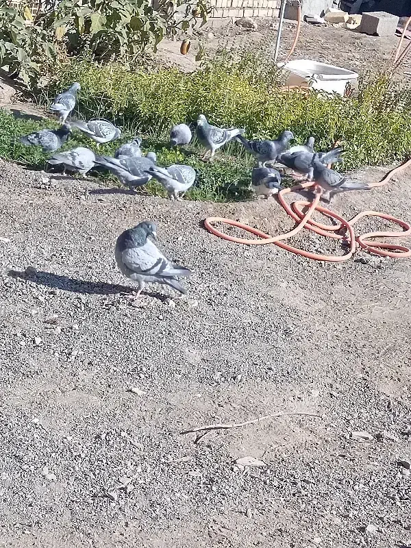 کفتر آلمانی پرشی نژاد دار|پرنده|جغتای, |دیوار