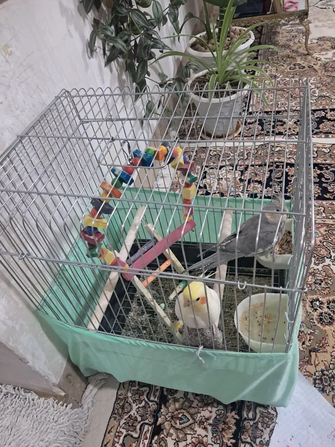 عروس هلندی سفید وخاکستزی حرف زن|پرنده|نورآباد, |دیوار