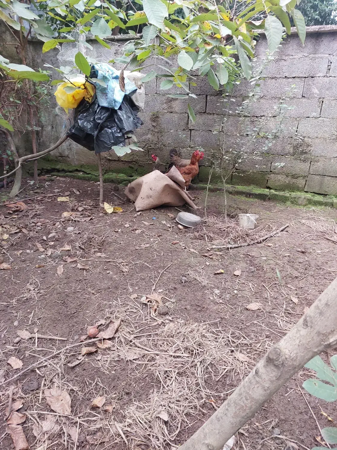 فروش سه عدد مرغ تخم گذار|حیوانات مزرعه|رشت, کوی یخ|دیوار